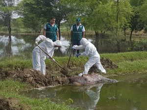 Senasa - Apoyo para proteger la salud humana continúa en zonas afectadas por inundaciones