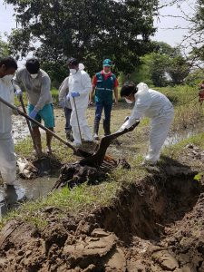 Senasa - Apoyo para proteger la salud humana continúa en zonas afectadas por inundaciones