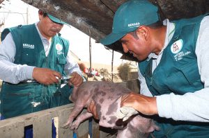 Senasa - Vacunación de crianzas en Cajamarquilla