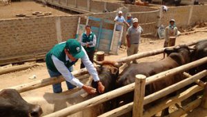 Senasa refuerza acciones de prevención contra Ántrax y Peste Porcina Clásica