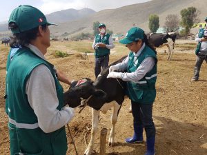 Senasa atenderá a 500 animales en campaña sanitaria gratuita