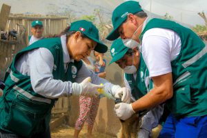 Senasa atenderá a 500 animales en campaña sanitaria gratuita