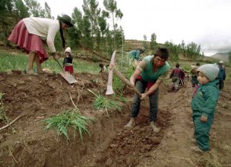 Minagri: Unos 35,000 agricultores afectados por Niño Costero recuperarían cultivos