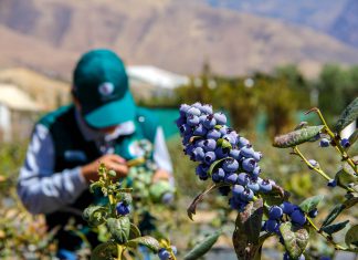 Brasil abre sus puertas a los arándanos peruanos