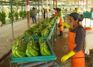 Exportaciones peruanas de banano cayeron en valor 9.5% en el primer trimestre del año