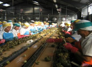 Danper mantiene su proyección de crecimiento de 20% a pesar de la coyuntura