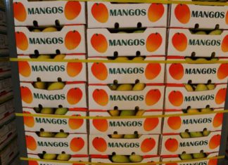 Perú incrementa sus exportaciones de mango