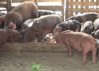 Vacunación de crianzas en Cajamarquilla