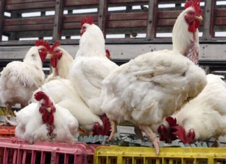 Minagri anuncia plan de reactivación del agro afectado por lluvias e inundaciones