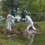 Senasa también apoya a los Gobiernos Regionales en la disposición final de cadáveres de animales