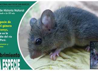 Reportan hallazgo de nueva especie de mamífero endémico para el Perú