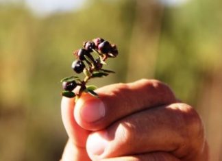 Minagri lanzará nueva variedad de arándano que contiene tres veces más antioxidantes