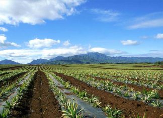 Precios de tierras agrícolas se mantendrían estables este año
