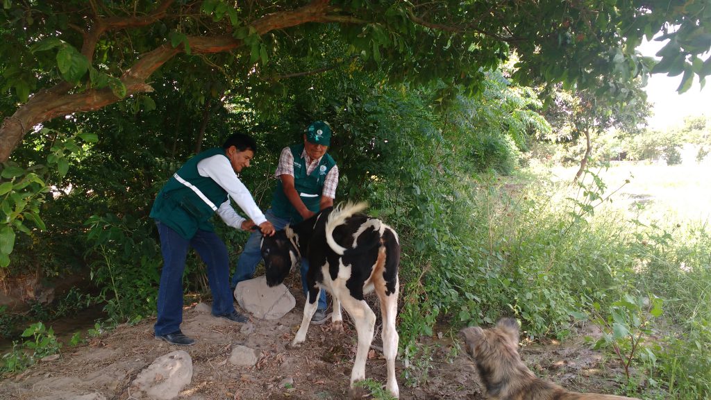 Senasa - Evaluación sanitaria a ganado en zonas afectadas de Ica