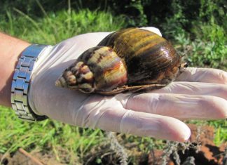 Perú: Plaga del caracol gigante africano bajo control, pero ¿cómo prevenirla?