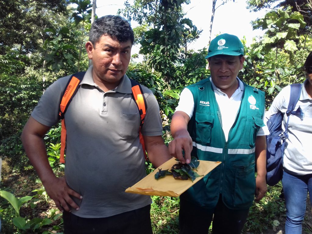 Senasa brindará asistencia técnica a 32 municipios en MIP