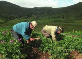 Gestión – Minagri acelera titulación de predios rurales con crédito de US$ 80 millones del BID