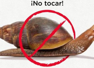 Senasa recomienda estar alerta ante la aparición de caracoles gigantes africanos