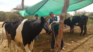 Senasa - Evaluación sanitaria a ganado en zonas afectadas de Ica