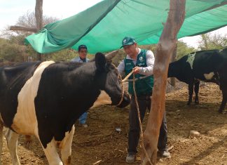 Senasa: Evaluación sanitaria a ganado en zonas afectadas de Ica