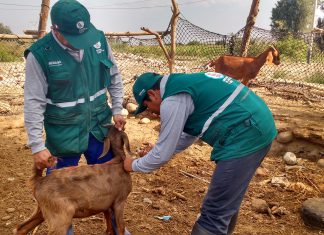 Ica: Senasa vacuna a más de 500 animales contra ántrax en campaña de prevención gratuita