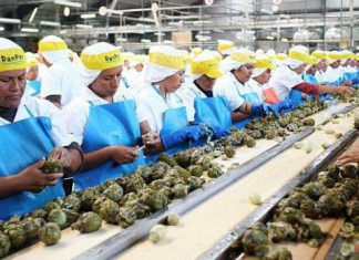 Minagri: Agroexportaciones crecen 5% en primer trimestre