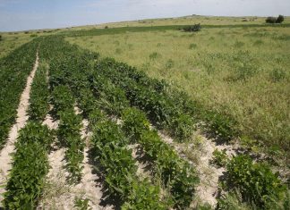 Bono de 1,000 soles por hectárea servirá para restablecer maquinaria y tierra agrícola