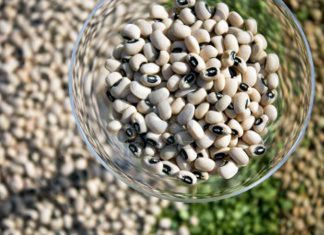 Se inició siembra temporal de 50 hectáreas de frijol caupí en Lambayeque