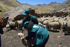 Senasa apoyará acciones para combatir heladas en el Cusco