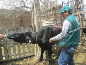 Senasa - Más de 800 animales se beneficiaron con acción cívica gratuita en Catacaos