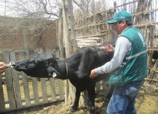 Senasa: Más de 800 animales se beneficiaron con acción cívica gratuita en Catacaos