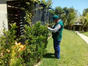 Senasa vigila plantaciones de Murraya para descarte de plagas en Piura