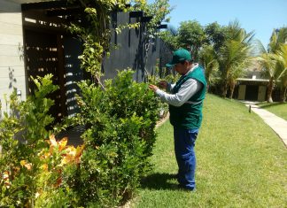 Piura: Senasa vigila plantaciones de Murraya para descarte de HLB