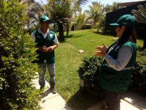 Senasa vigila plantaciones de Murraya para descarte de plagas en Piura