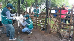 Senasa - APHIS - USDA evalúa sistema sanitario del Perú para reconocerlo como país libre de Fiebre Aftosa
