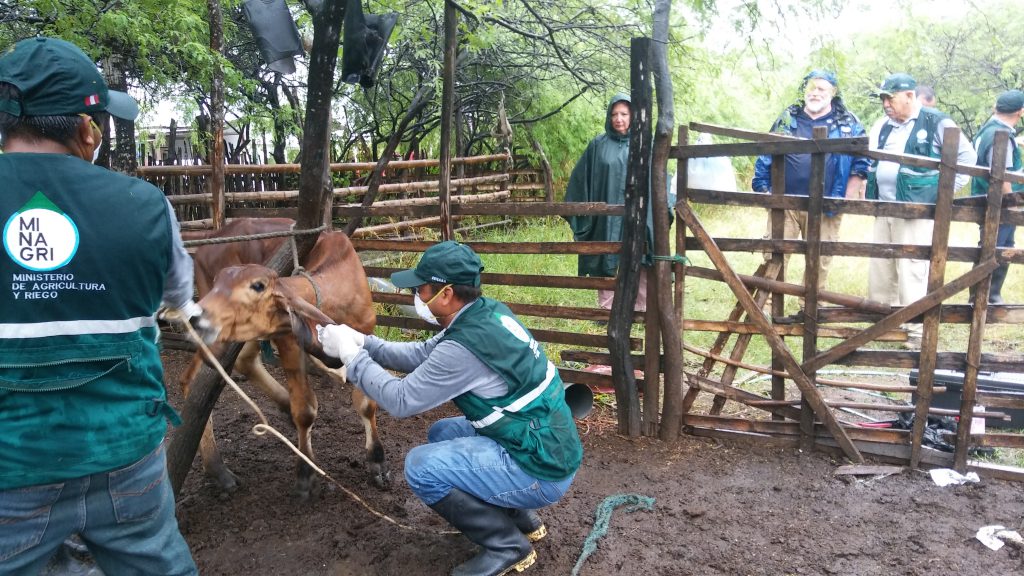 Senasa - APHIS - USDA evalúa sistema sanitario del Perú para reconocerlo como país libre de Fiebre Aftosa
