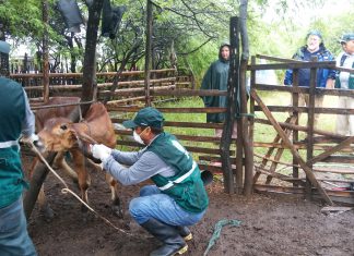 APHIS – USDA evalúa sistema sanitario del Perú para reconocerlo como país libre de Fiebre Aftosa