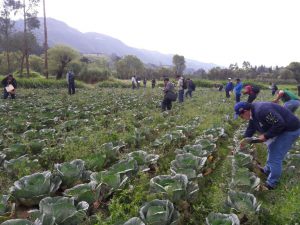 Senasa realiza taller sobre Manejo Integrado de Plagas en Cajamarca