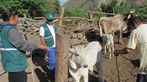 Senasa prioriza vacunación contra peste porcina, rabia y carbunco en Cajamarca