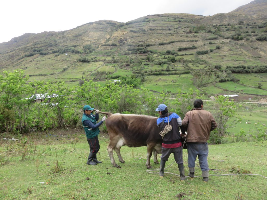 Senasa prioriza vacunación contra peste porcina, rabia y carbunco en Cajamarca
