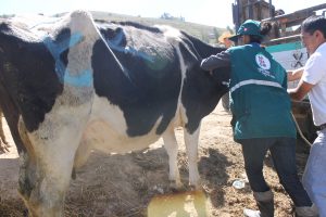 Senasa prioriza vacunación contra peste porcina, rabia y carbunco en Cajamarca