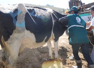 Senasa prioriza vacunación contra peste porcina, rabia y carbunco en Cajamarca