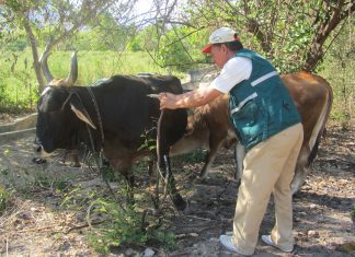 Amazonas: Senasa intensifica campaña contra carbunco sintomático y edema maligno