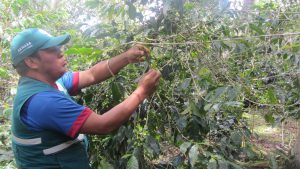 Senasa - Monitoreo de plagas en café  por constantes lluvias en la región Amazonas