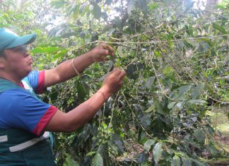 Senasa: Monitoreo de plagas en café por constantes lluvias en la región Amazonas