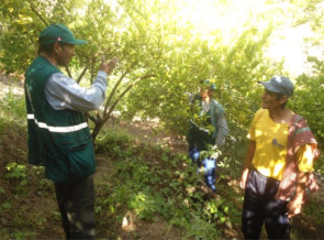 Senasa - Con faenas comunales buscan erradicar mosca de la fruta en Sartimbamba