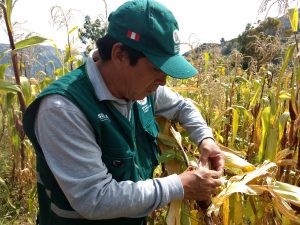 Senasa - Vigilancia fitosanitaria en maíz frente a bajas temperaturas