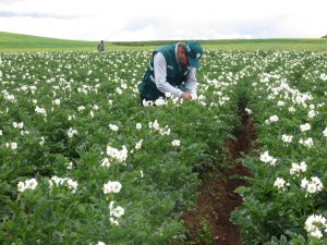 Senasa - Cusco - Vigilancia fitosanitaria en cultivos de papa 