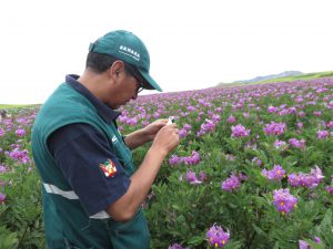 Senasa - Cusco - Vigilancia fitosanitaria en cultivos de papa 