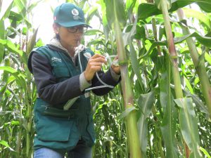 Senasa - Vigilancia fitosanitaria en cultivos de maíz del Cusco